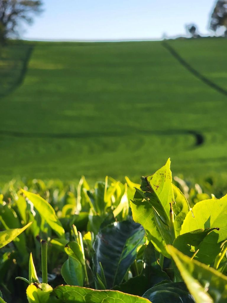 Nairobi: Tigoni-Teeplantagen & malerisches Teeerlebnis