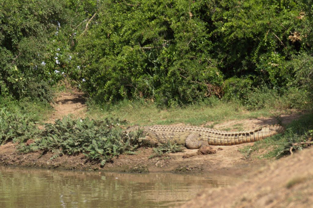Schotia Tooth & Claw Safari (offenes Fahrzeug) – geteilt