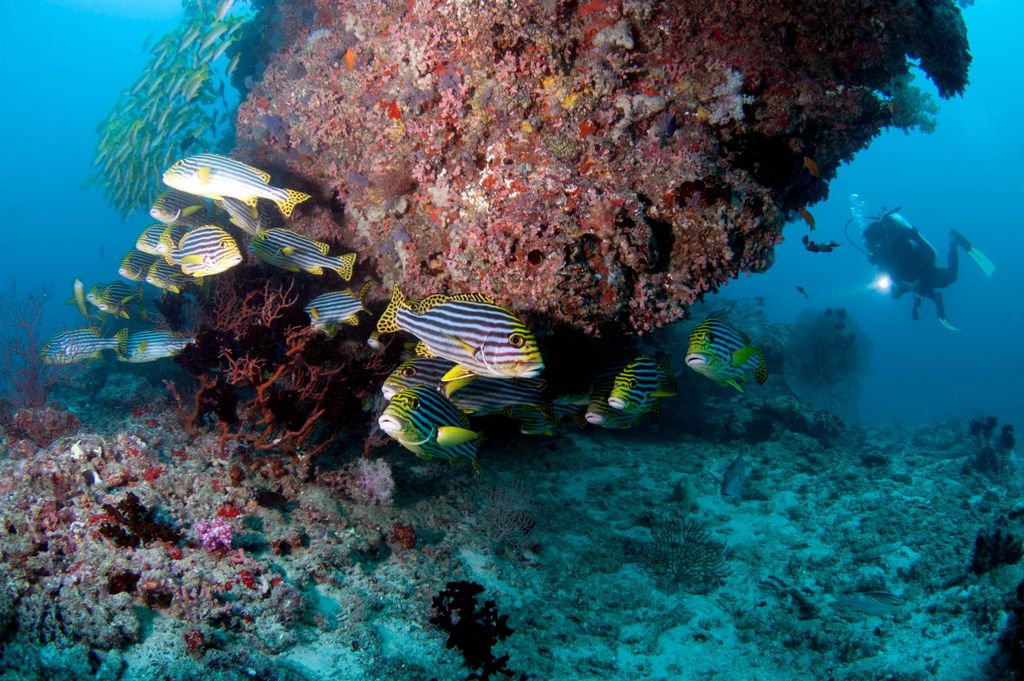 Malediven: Schnuppertauchen