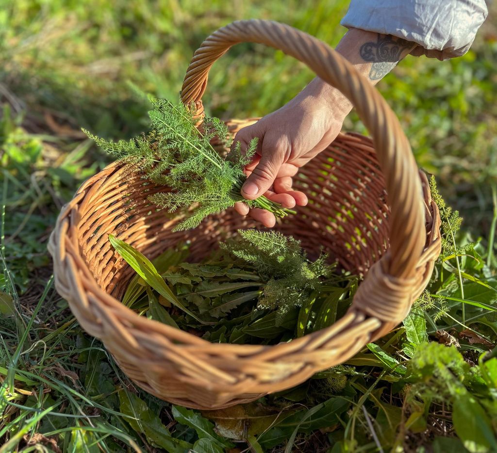 Sammeln von Bio-Wildkräutern und Kochkurs in der Maremma