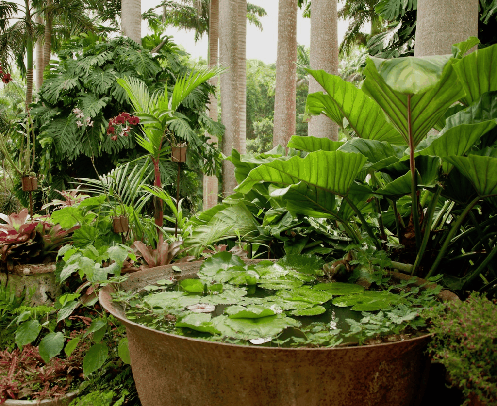 Barbados: Harrison's Cave und Hunte's Gardens