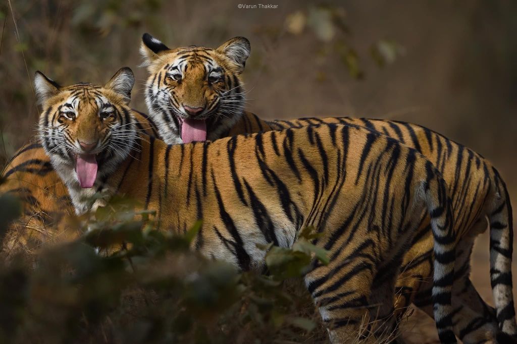 Ab Delhi: 5-tägige private Golden Triangle & Ranthambore-Tour