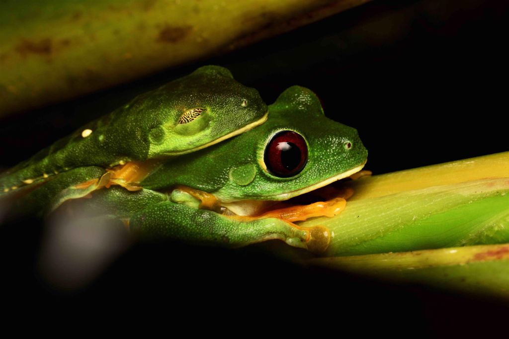 Manuel Antonio: Nachttour mit zertifiziertem Guide