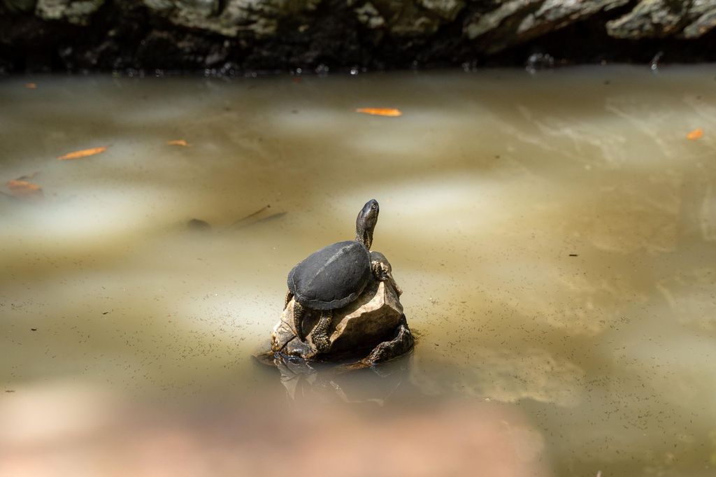 Saranda 1 Tag: Butrint, Ksamil, Blaues Auge & Burg Lekuresi