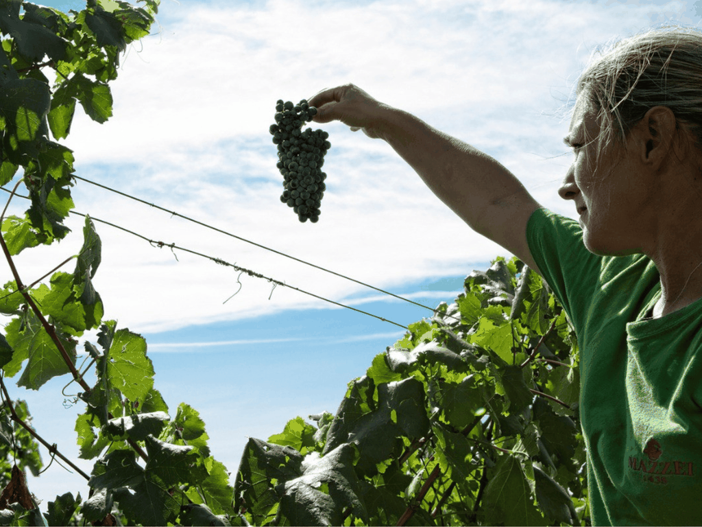 Weingutbesuch und Verkostung in der Nähe von Grosseto mit 6 Weinen