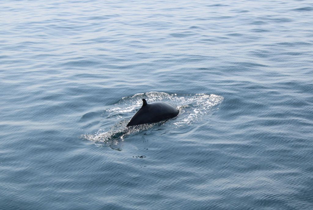 Dingle: Geführte Mini-Öko-Bootstour (2 Stunden)