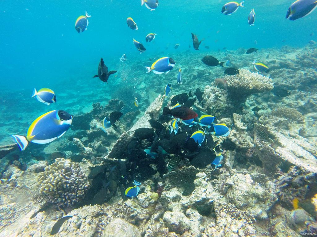 Hurghada: Tagesausflug zum Schnorcheln mit Delfinen