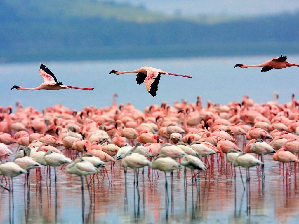 Tagestour: Nationalpark Lake Nakuru & Bootsfahrt auf dem Lake Naivasha