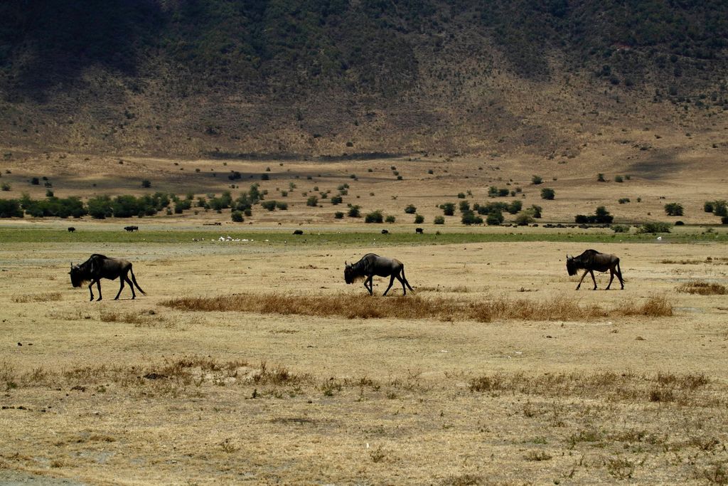 3 Tage Serengeti & Ngorongoro von & nach Sansibar plus Flüge