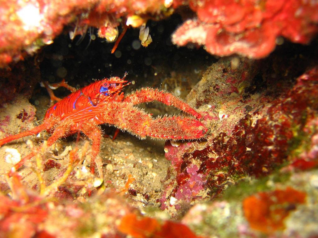 Krk: 2 Bootstauchgänge für zertifizierte Taucher - Tagestour