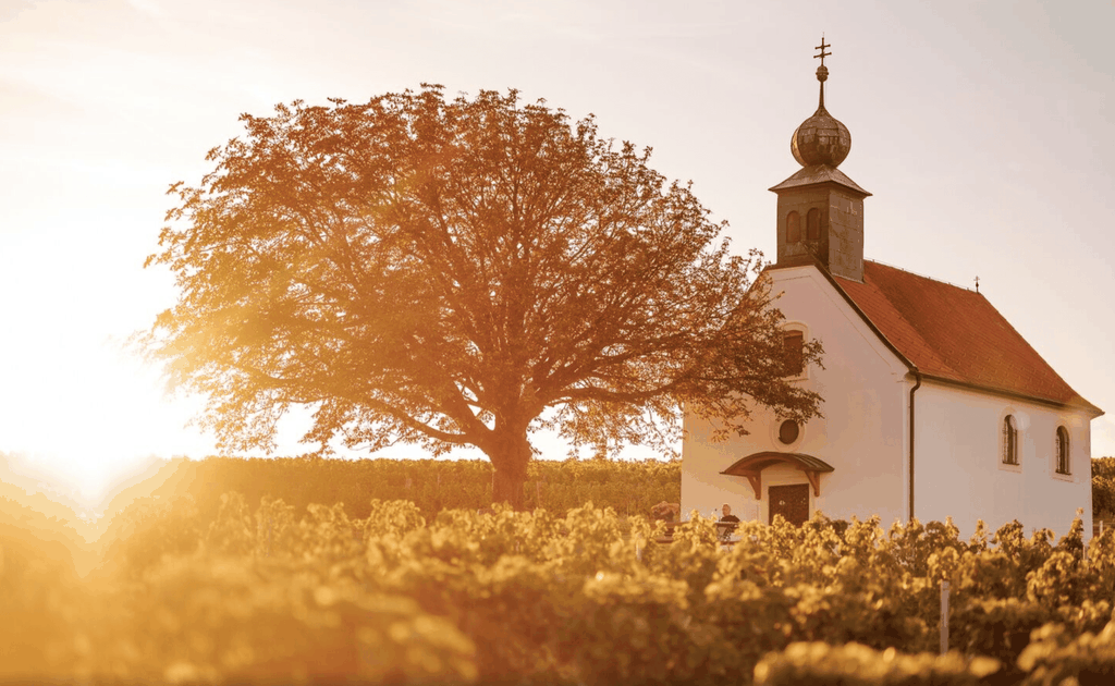 Neckenmarkt: Burgenland Weintour & Blaufränkisch Verkostung