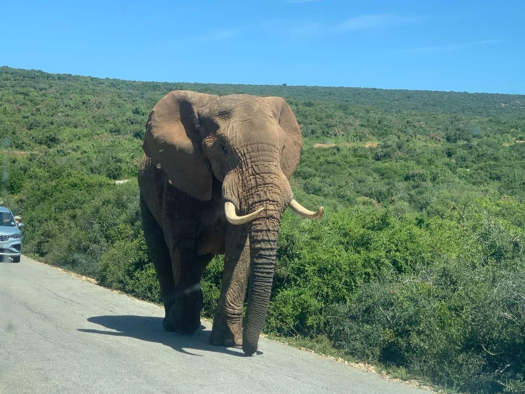 Addo & Schotia: All-Inclusive-Tagessafari-Paket