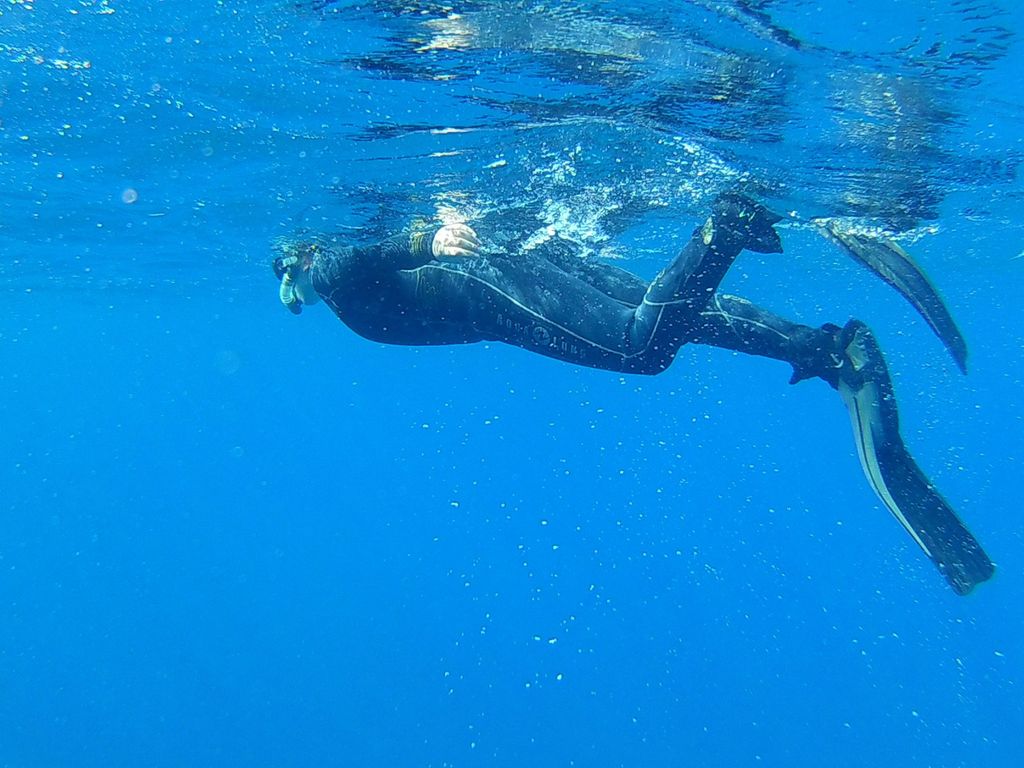 Unvergessliche Schnorcheltouren mit Schildkröten