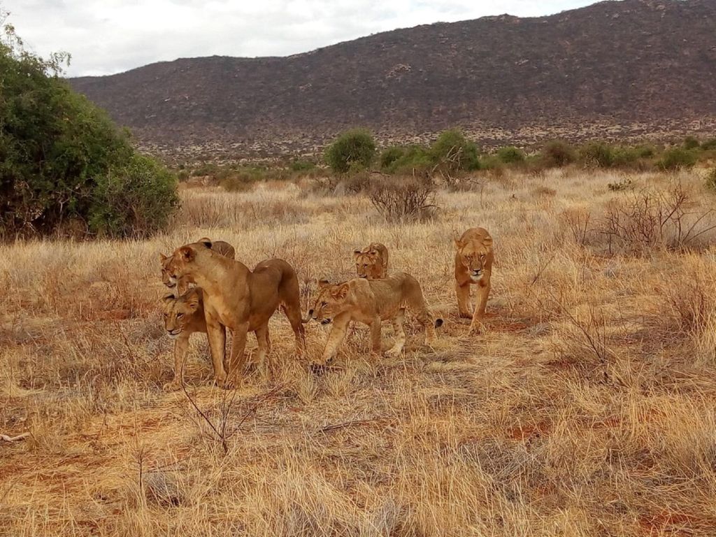 Von Mombasa: Ganztägiger Gruppenausflug zum Tsavo-Nationalpark