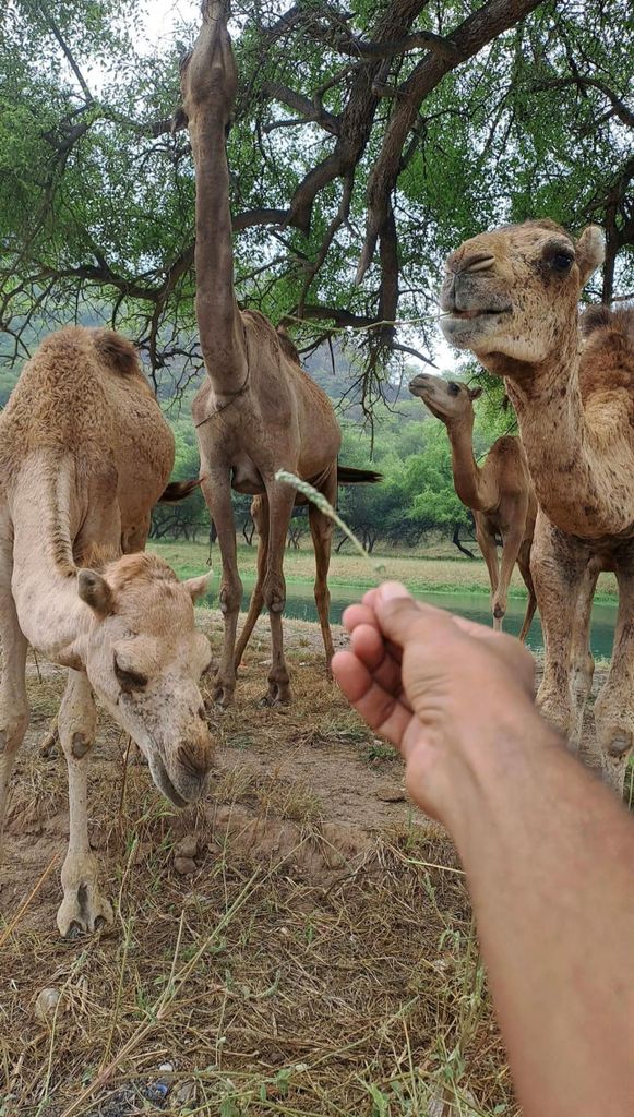 Salalah Highlights: Wadi Darbat, Taqah-Höhle & Affenbrotbaum-Tour