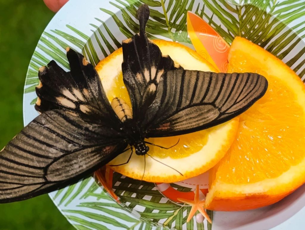 Varna: Butterfly house & free time