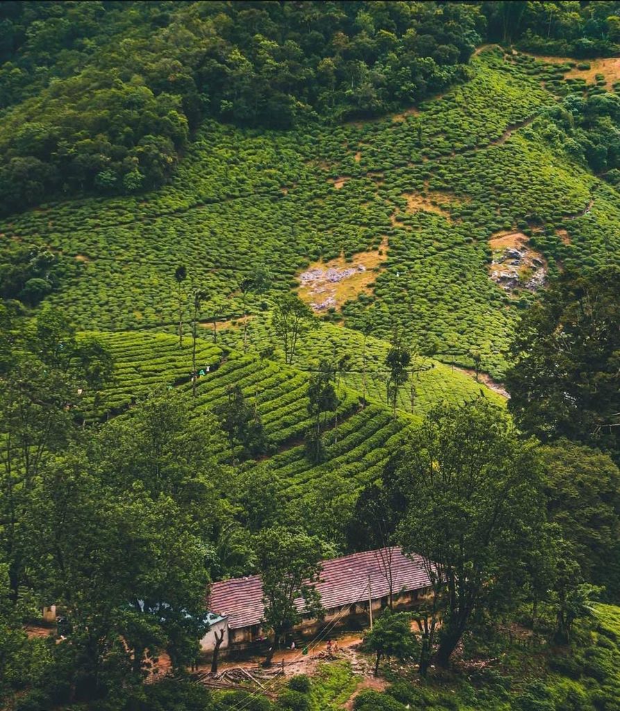 Pullikanam: Teeplantagen-Tour ab Kochi – näher als Munnar