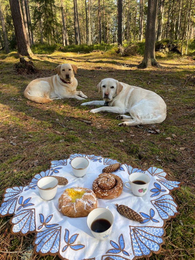 Stockholm: Hundespaziergang im Naturschutzgebiet mit schwedischer Fika