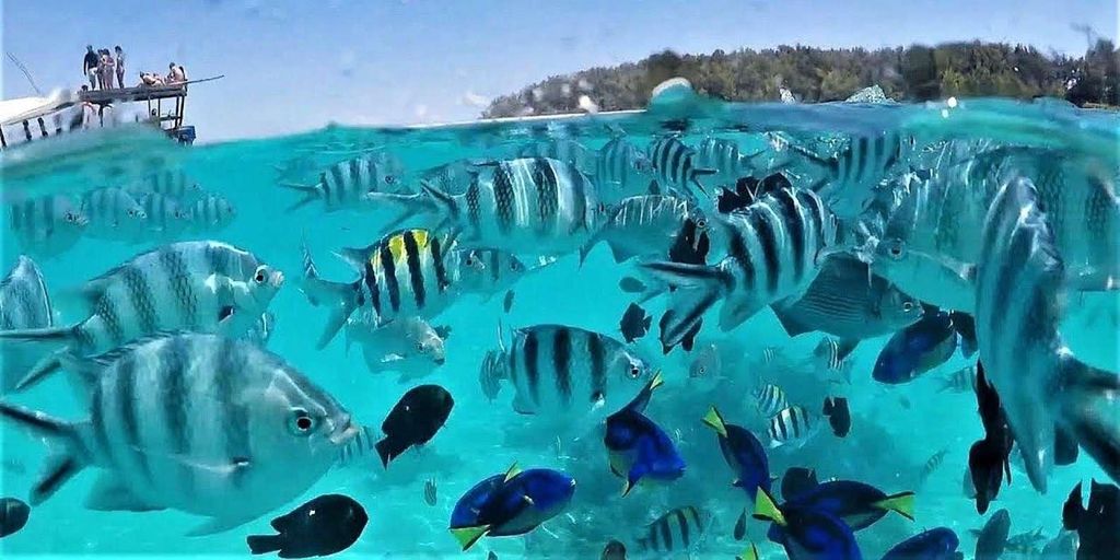 Sansibar: Schnorcheln & Delfine auf der Insel Mnemba