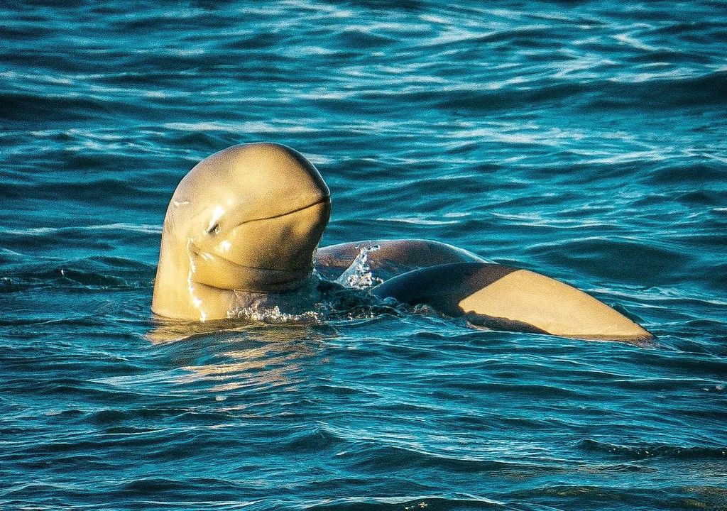 Sonnenuntergangsfahrt mit Stumpfschnauzendelfinen, Roebuck Bay Marine Park