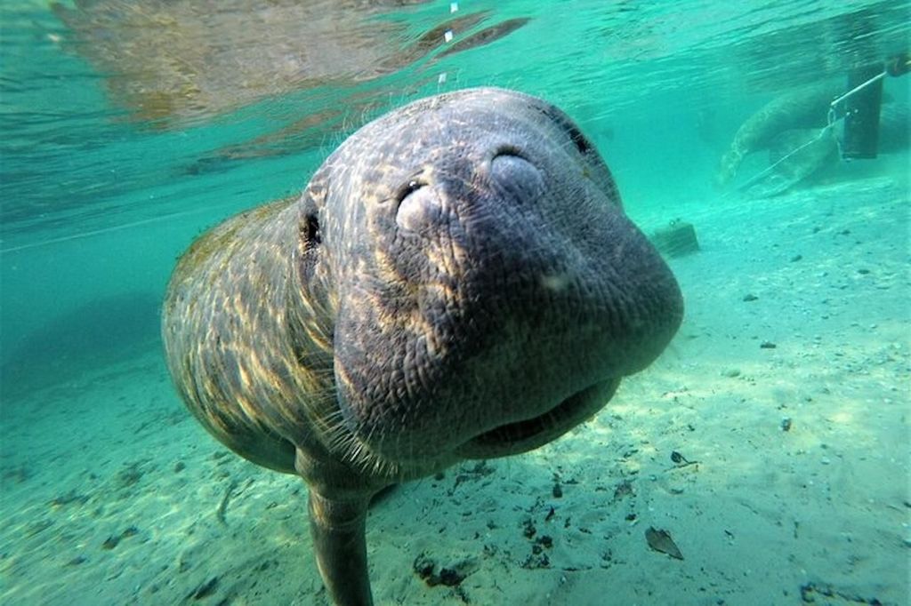 Crystal River: Manatee Swim Tour