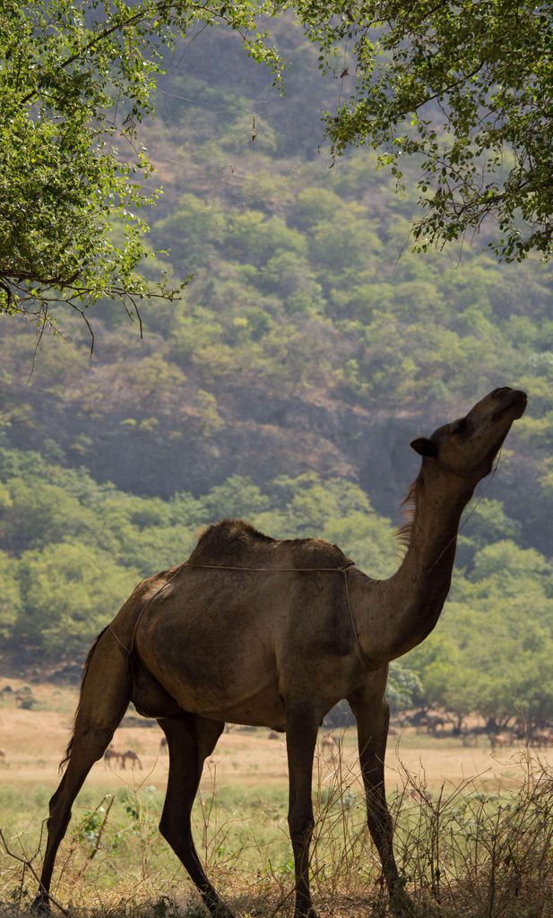 Tagestour im Khareef: Wadi Darbat & Salalah Mountains