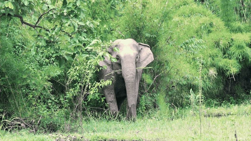 Yok Don Elefanten-Entdeckung & Don Village