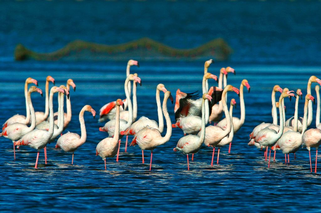 Von der Costa Dorada: Sightseeingtour durch Peñíscola und das Ebrodelta