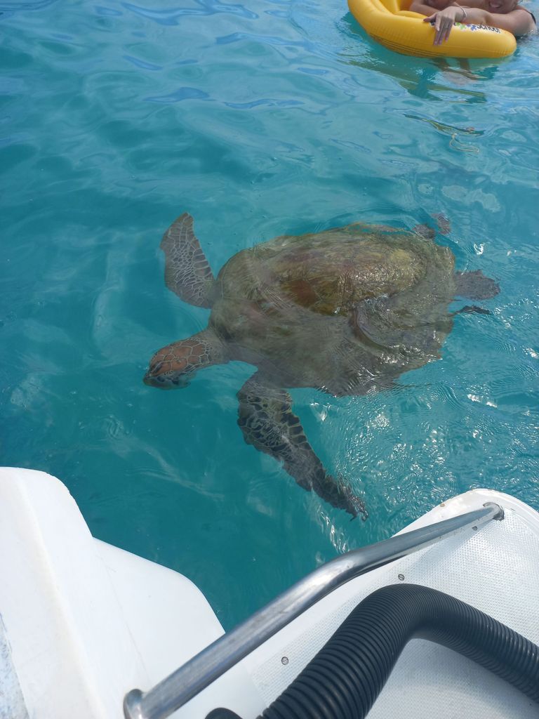 Mauritius: Schnorcheln mit Schildkröten mit dem Schnellboot „Le Transporteur“