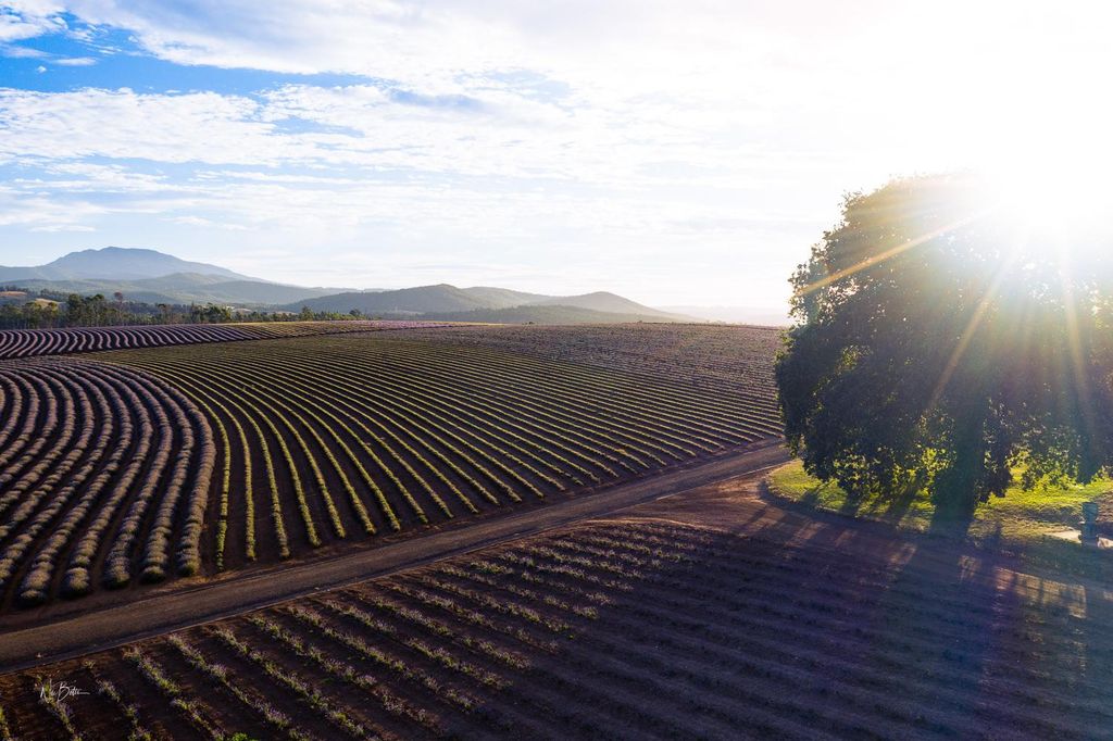Lavendelfarm: Blumenfest in Bridestowe