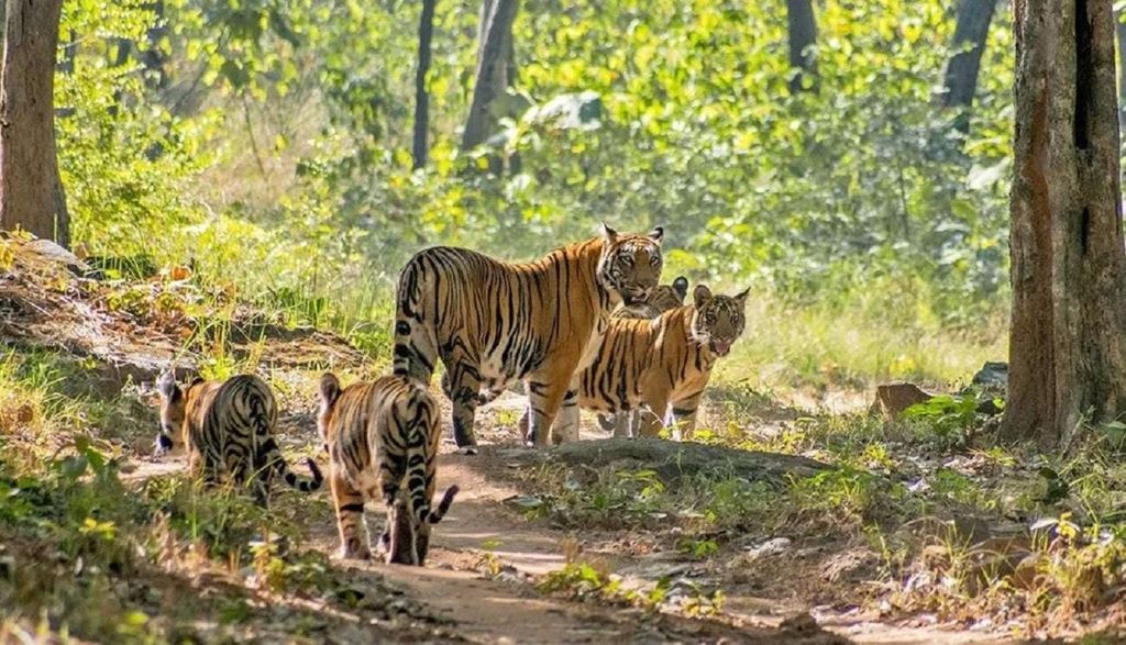 Von Delhi: Tigersafari-Tour im Sariska-Nationalpark am selben Tag