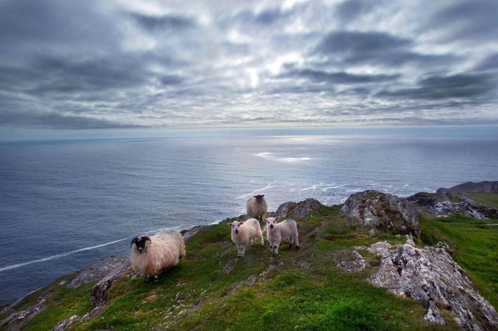 Von Cork aus: Ganztagestour von West Cork nach Mizen Head mit Guide