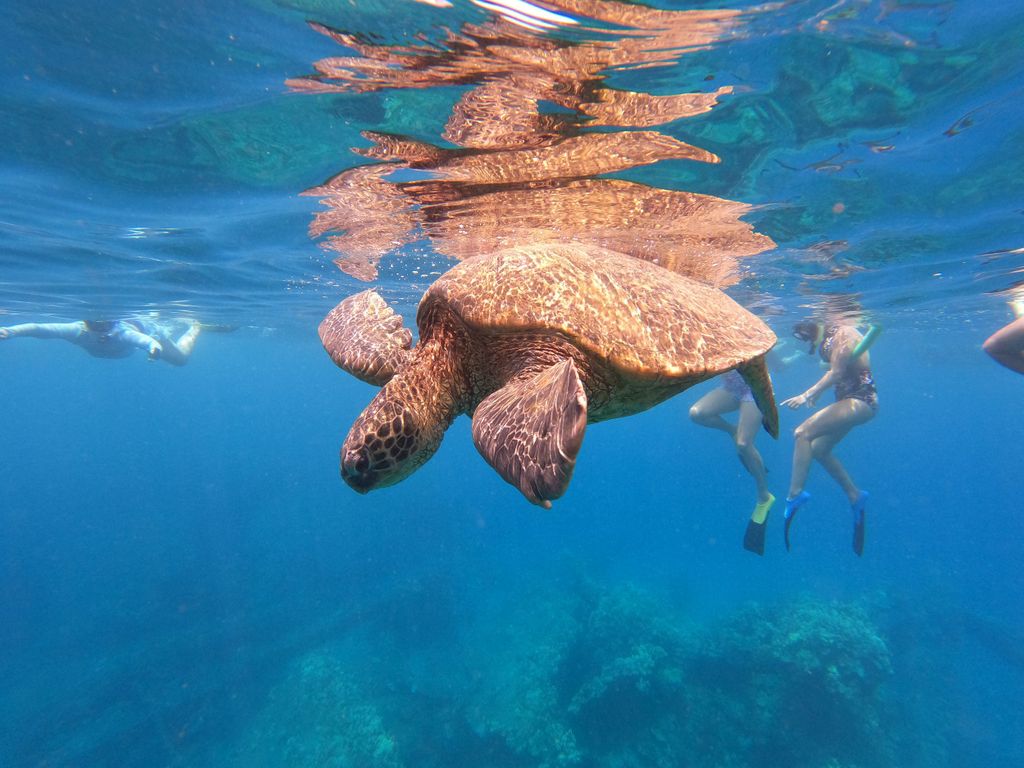 Von Ka'anapali: West Maui Halbtagestour zum Schnorcheln und Essen
