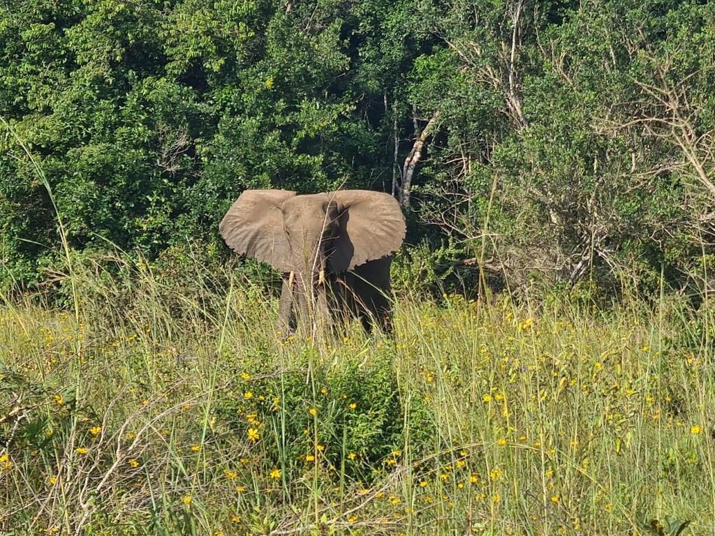 Shimba Hills: Pirschfahrt, Wasserfall-Wanderung und Mittagessen