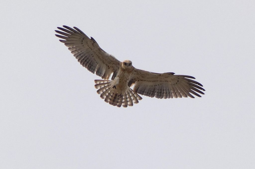 Loulé: Vogelbeobachtungstour mit Picknick und Guide
