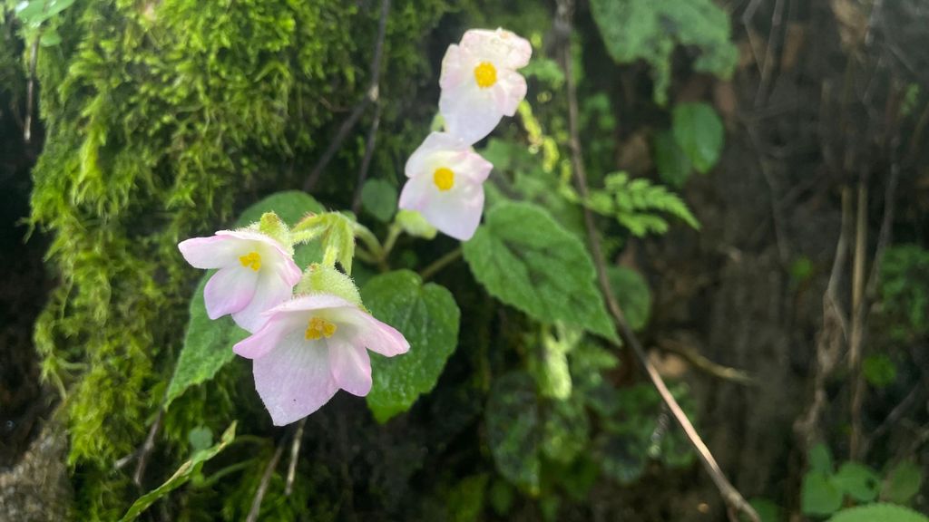 Von Kathmandu aus: 3-tägige Lumbini-Reise