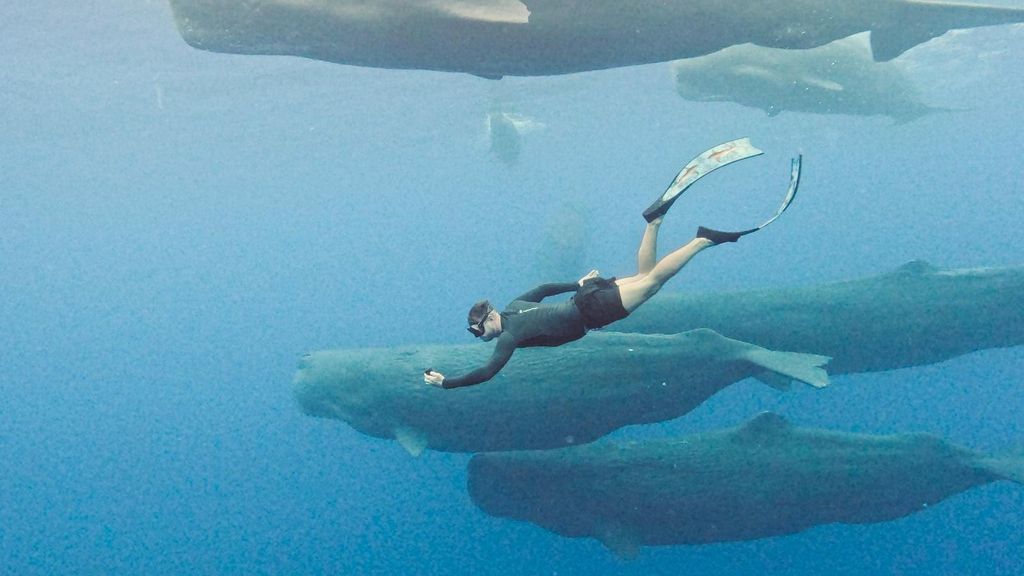 Mauritius Eco Whales Quest, 3-4 Stunden Expedition