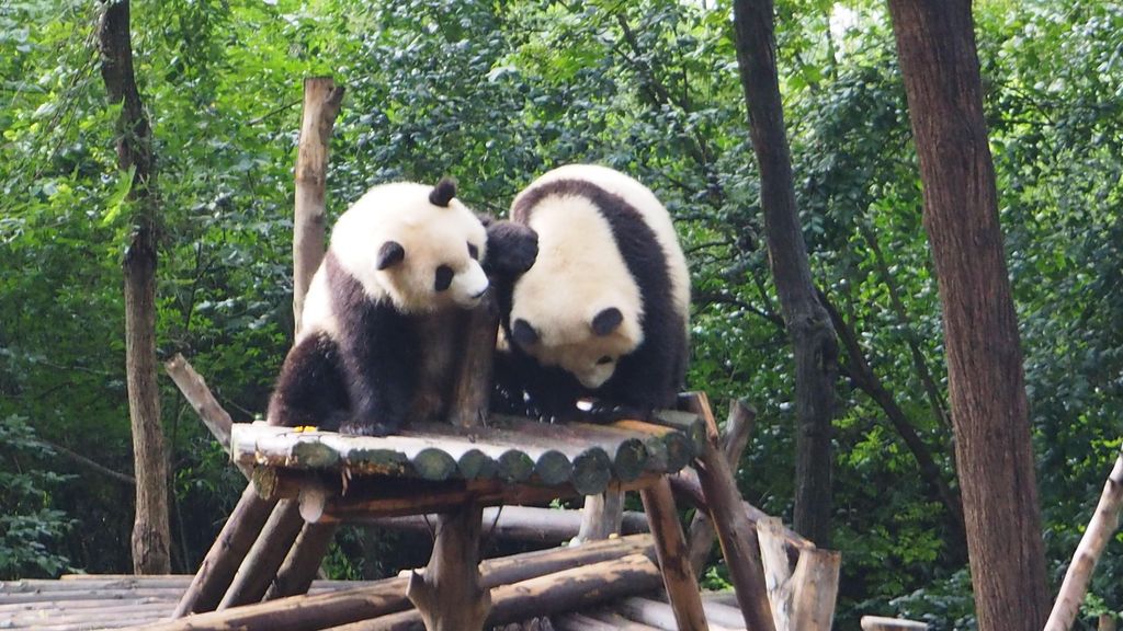 Chengdu Panda Breeding Base Tour mit Guide oder Transfer