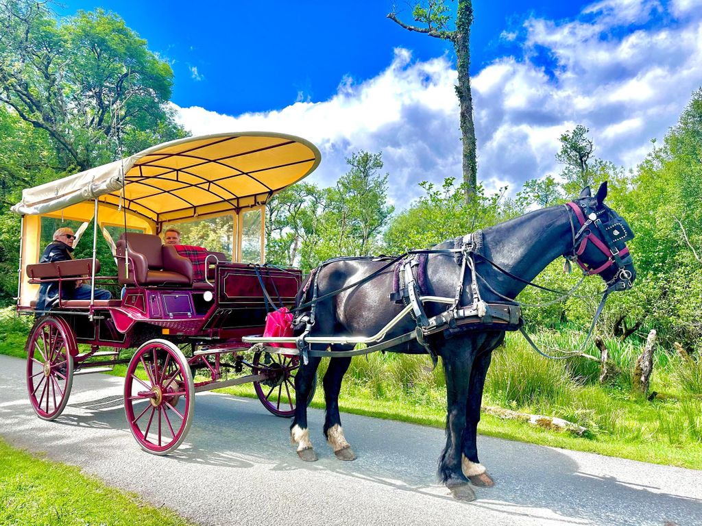 Killarney-Nationalpark: Private Tour