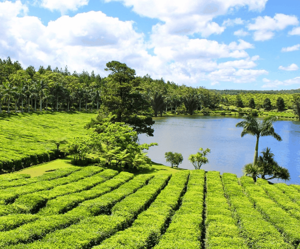 Entdecke die mauritische Teeroute: mit dem Crocodile Park