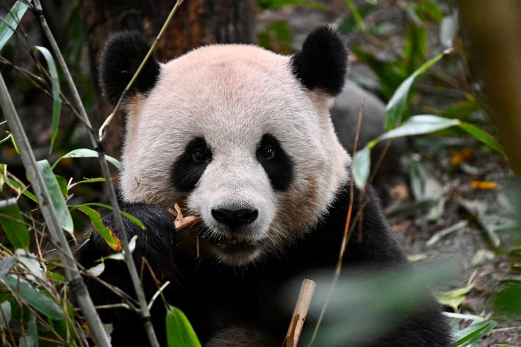 Chengdu: Panda-Park & optionale Leshan-Riesen-Buddha-Tour