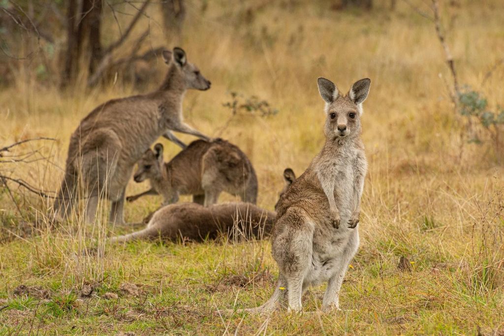 Wings & Wilds of Canberra Tidbinbilla Halbtägige private Tour