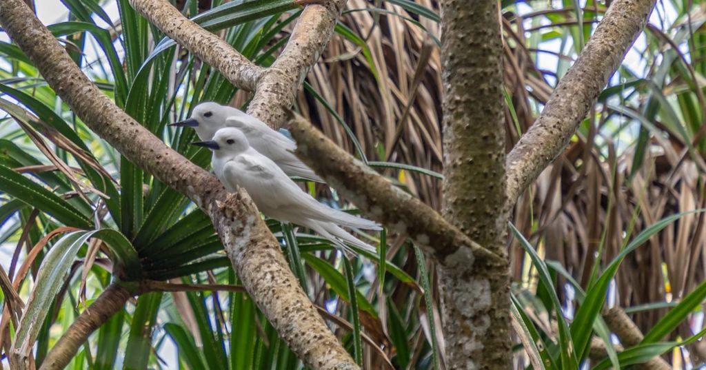 Cousin Curieuse und St. Pierre & BBQ-Mittagessen