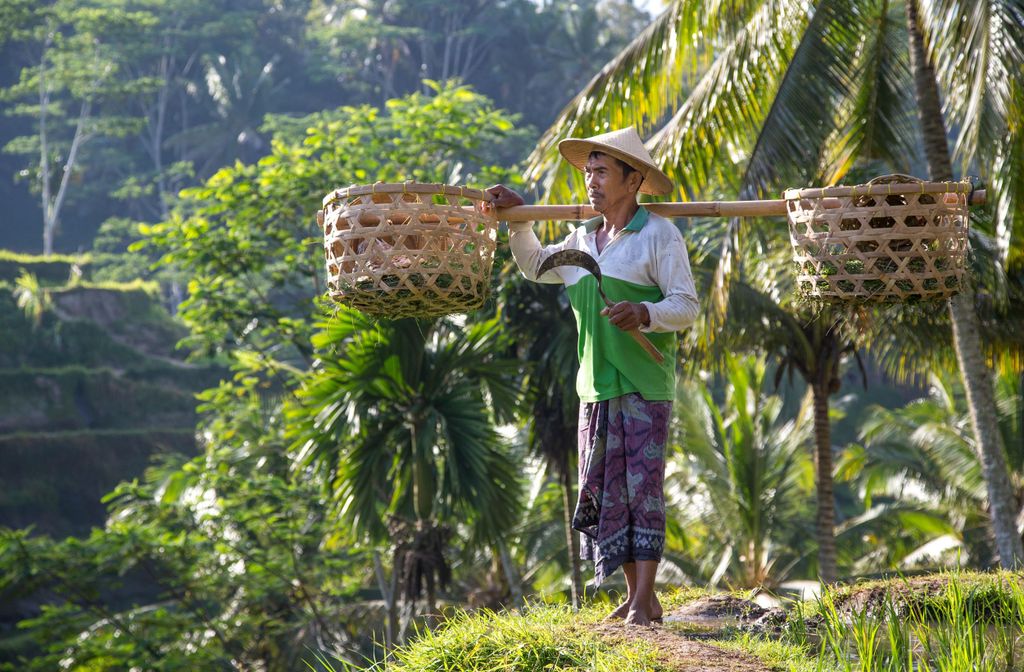 Ubud: Affenwald, Reisterrassen, Wassertempel, Wasserfälle