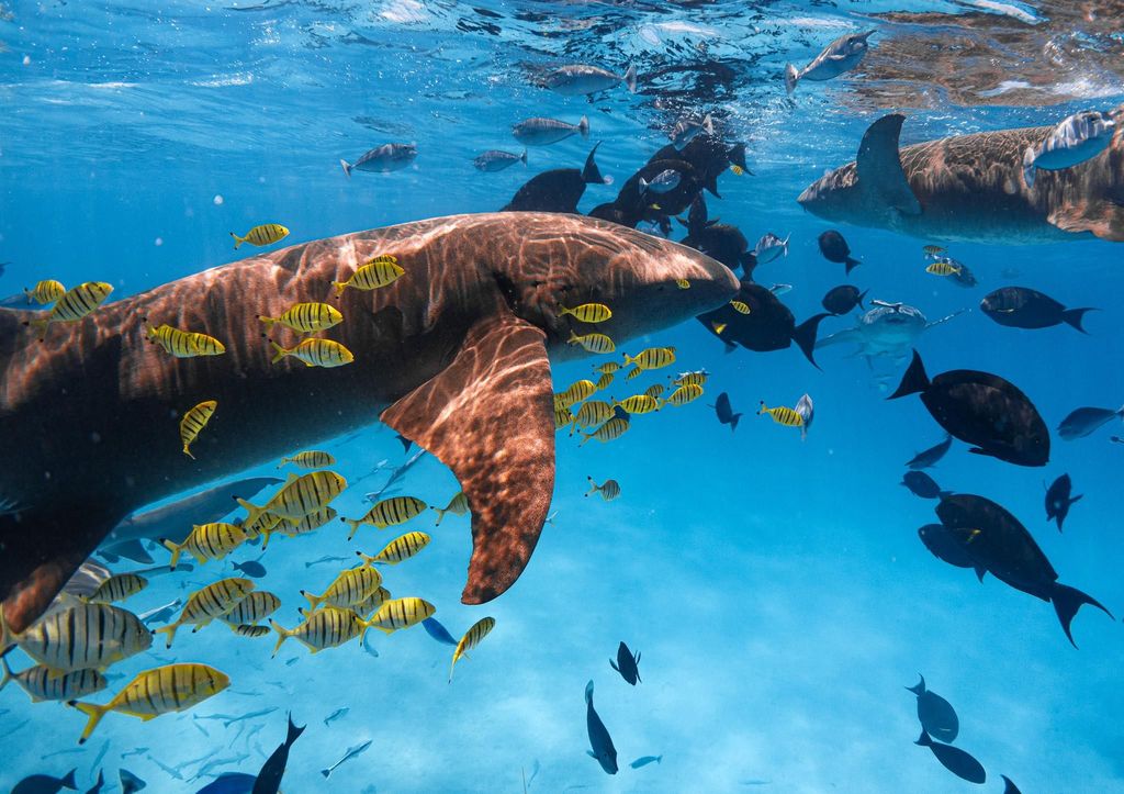 Hulhumale: Schnorchelerlebnis Ammenhai