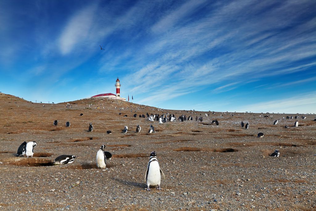 Kolonie von Pinguinen auf der Isla Magdalena