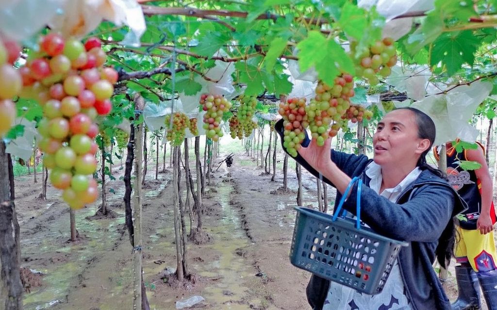 Tour von Madurai zu den Megamalai Hills – Traubenfarm & Teeplantagen