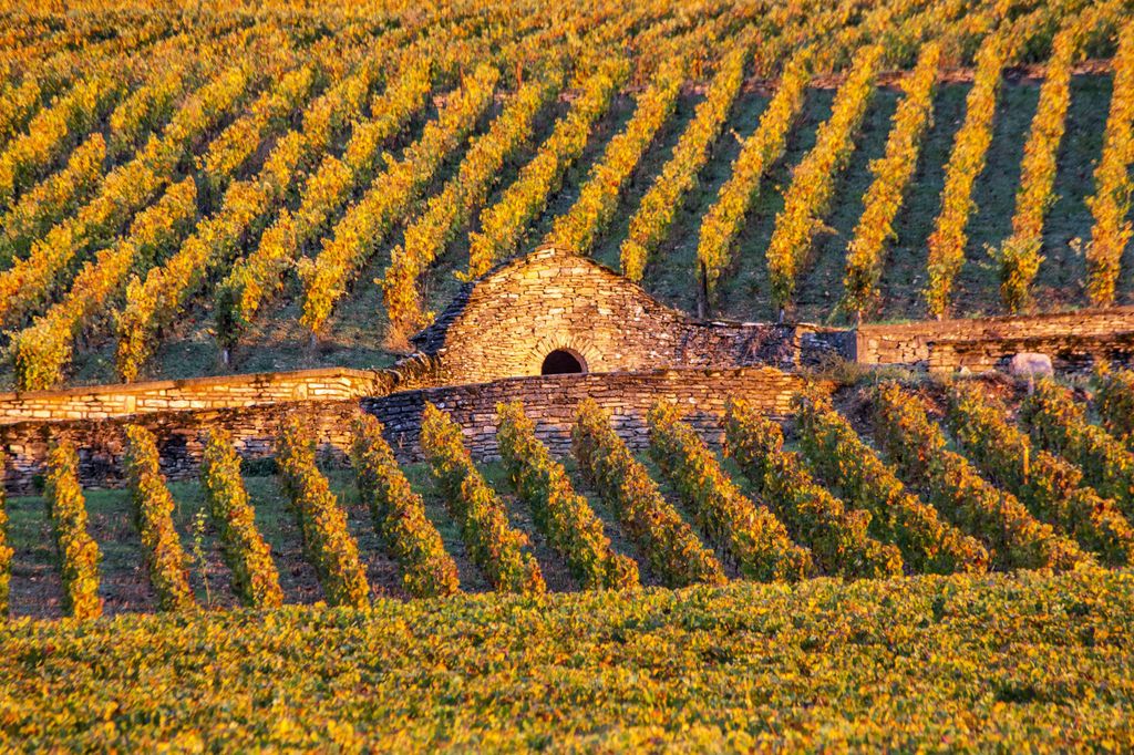 Kleingruppentour Morgens in Côte de Beaune