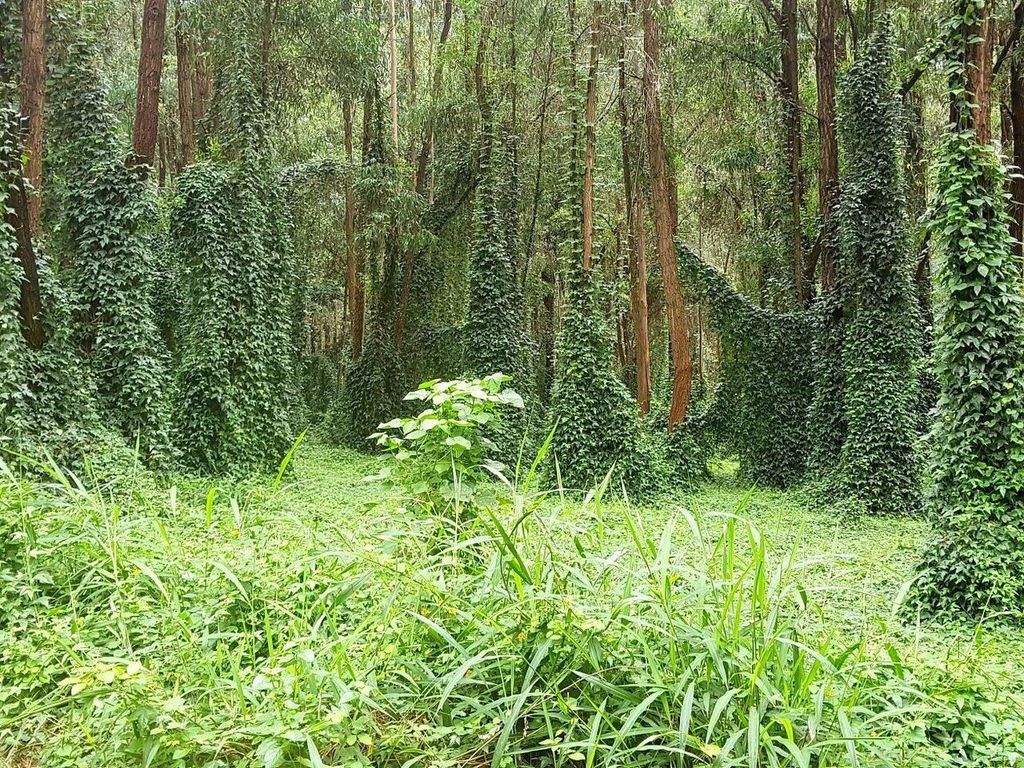 Nairobi: grüner Ausflug – Rundgang im Karura-Wald & Wanderwege