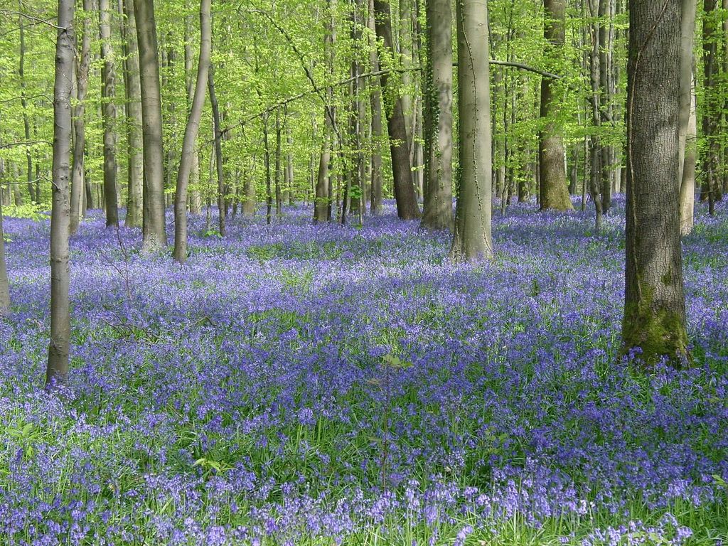 Belgien: Geführte Tour durch den Blauen Wald Hallerbos